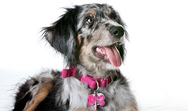 Aussiedoodle