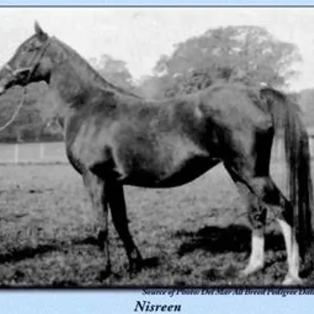 Nisreen