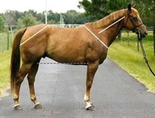 horse conformation #conformation