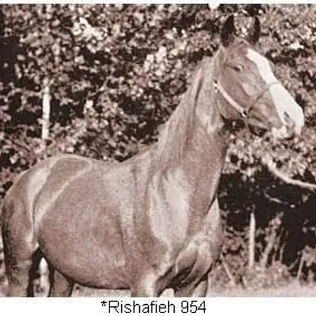 Rishafieh