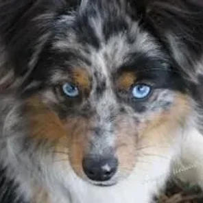 Aussie-Flat (Designer Dog)