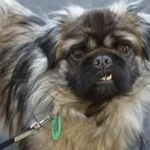 Pughasa (Designer Dog)