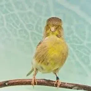 Australian Fife