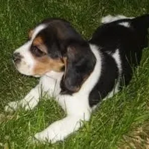 English Speagle (Designer Dog)