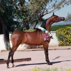 Ynazia HCF