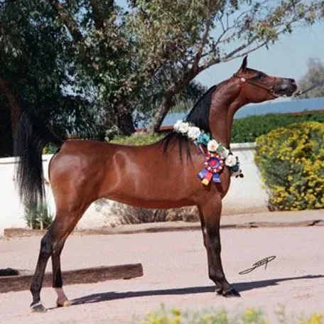 Ynazia HCF was a super-star show mare who has now produced foals that are winning around the world!