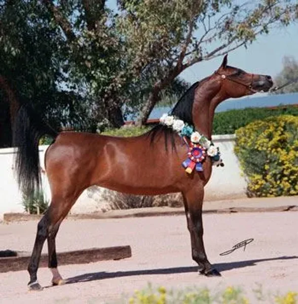 Ynazia HCF