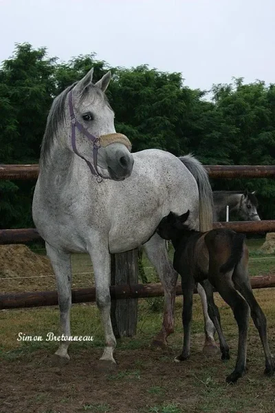 Solstis arabians