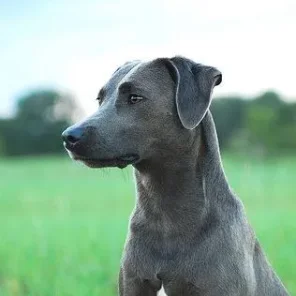 Blue Lacy