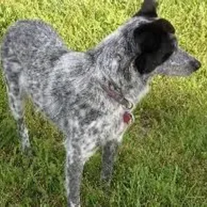 Cattle Collie Dog (Designer Dog)