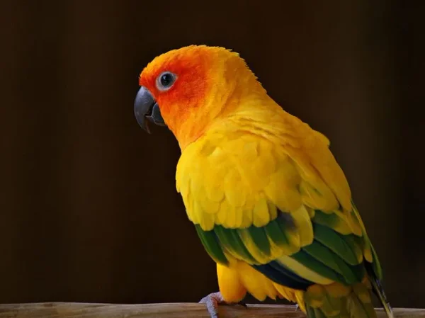 African Greys, Amazons, Small Cockatoos, Large Conures, Eclectus, Hawk-Headed Parrots, and Mini-Macaws