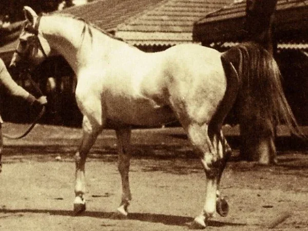 MANSOUR