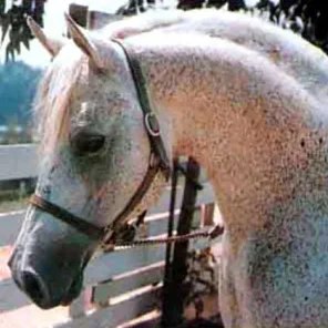 Ferseyn