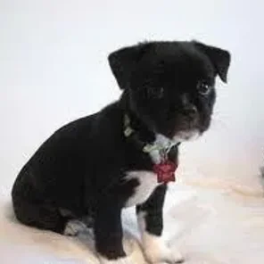 Jaland (Designer Dog)