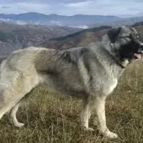 Carpathian Shepherd