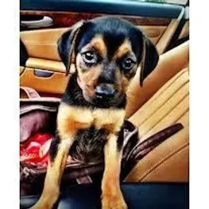 Reagle (Designer Dog)