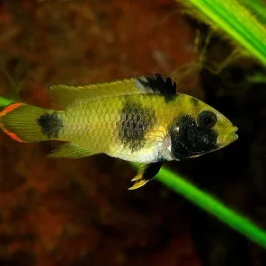Cichlids Dwarf