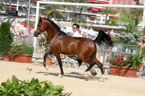 tchaata