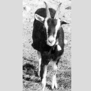Grisons Striped