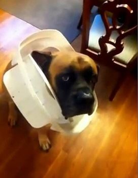 Do Animals Know Right from Wrong? Pt 2