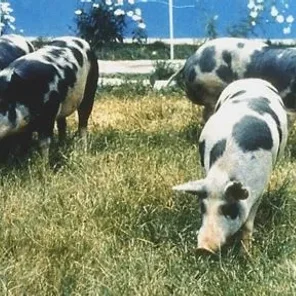 Aksai Black Pied