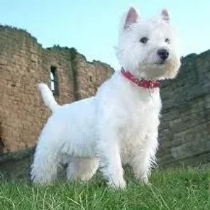 West Highland White Terrier