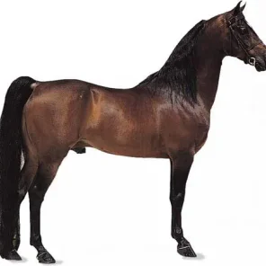 Thoroughbred Horse - Pt 2