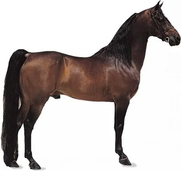 History of the Thoroughbred Horse