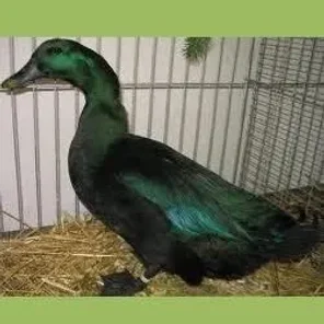 Pomeranian Duck