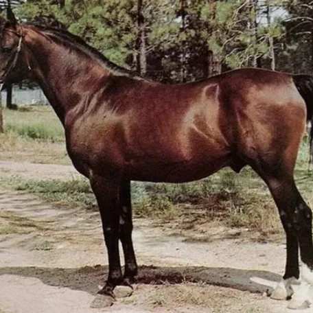 EL GATO (Ferseyn x El Sikada by Sikin)