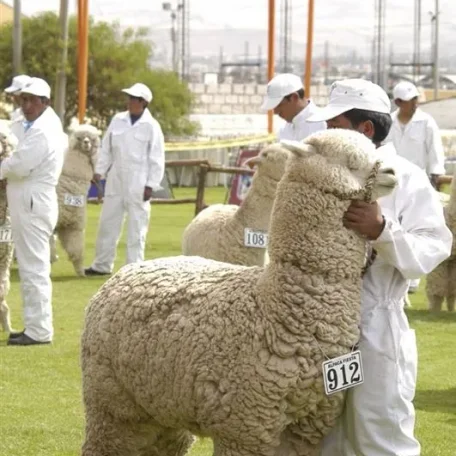Alpaca Fiesta 2014