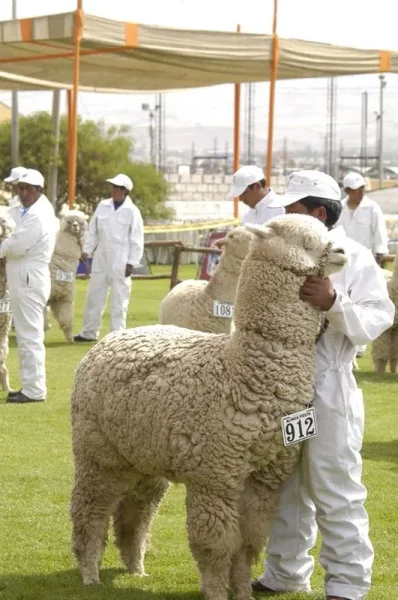 Asociación Internacional de la Alpaca