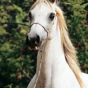 Talya El Hardun