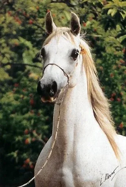 Talya El Hardun