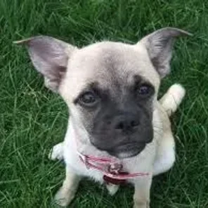 Pug-A-Mo (Designer Dog)