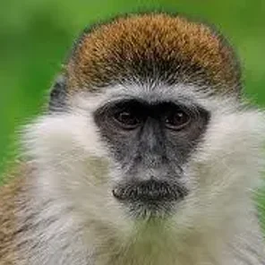 Guenon