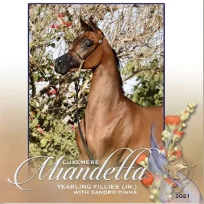 Luxemere Miandetta
