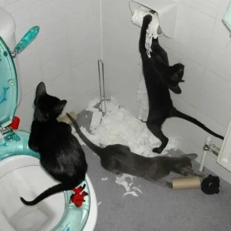 Cats as Pets