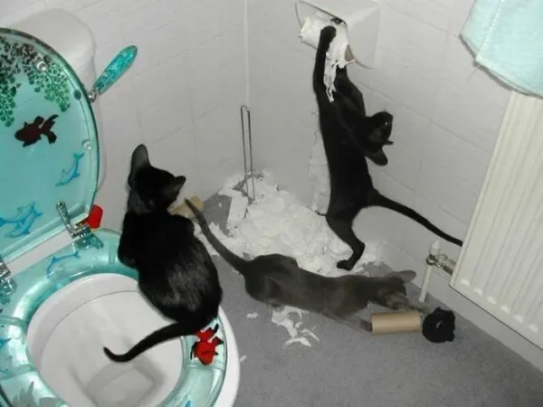 Cats as Pets