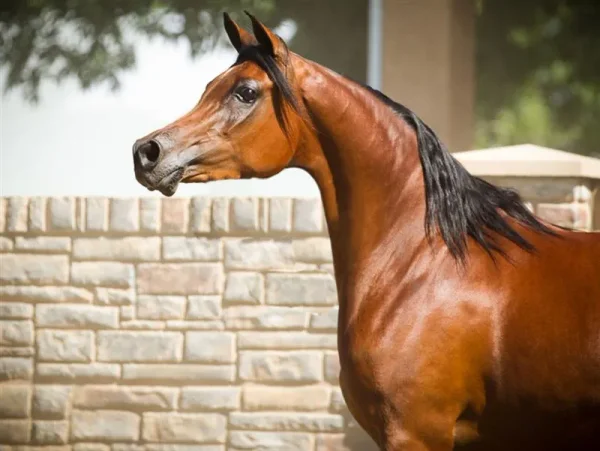 Gazals Psyche Sundae; Sire: Gazal Al Shaqab x Bint Padrons 
Foaled: 2010 
Owned by: Ken L or RaNae B Bangerter West Bountiful, Utah USA