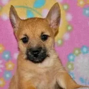 Cairanian (Designer Dog)