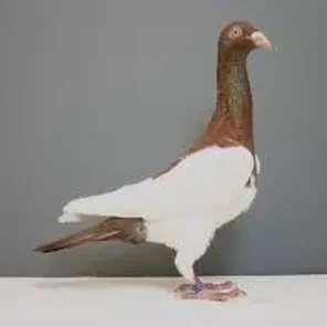 English Magpie