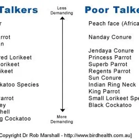 Types of Birds you can own and some of their qualities