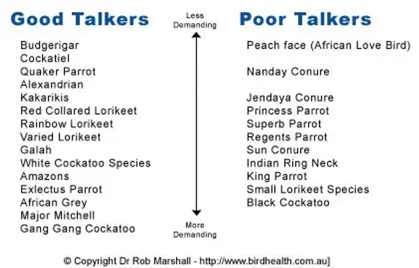 Types of Birds you can own and some of their qualities