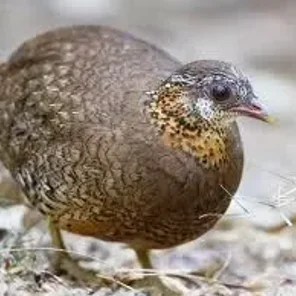 Scaly-breasted (Green legged)