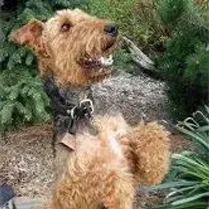 Lab'Aire (Designer Dog)