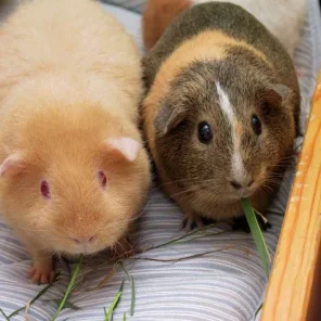 Gorgeous Guinea