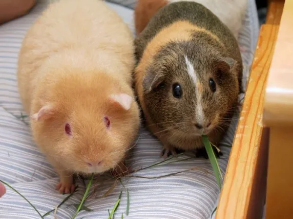 Gorgeous Guinea