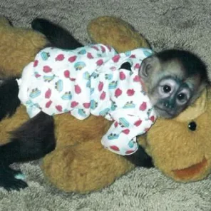 The Problem With Pet Monkeys