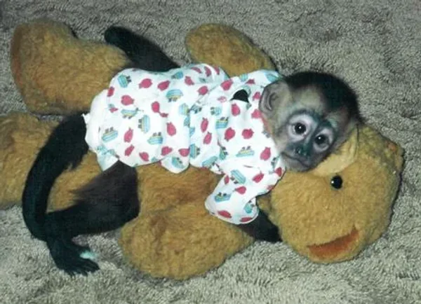 Pet Monkeys